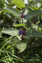 Neuracanthus sphaerostachyus fullplant1.jpg